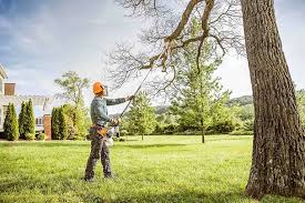 How Our Tree Care Process Works  in La Crosse, WI